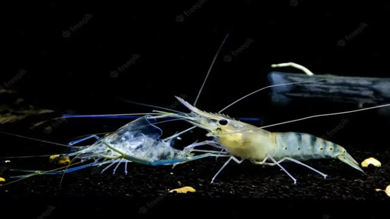 Discussion On- How Often Do Shrimp Shed Their Skin