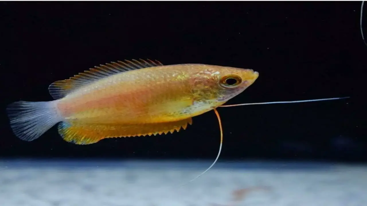 Discussion On- Sunset Thick Lipped Gourami Fish