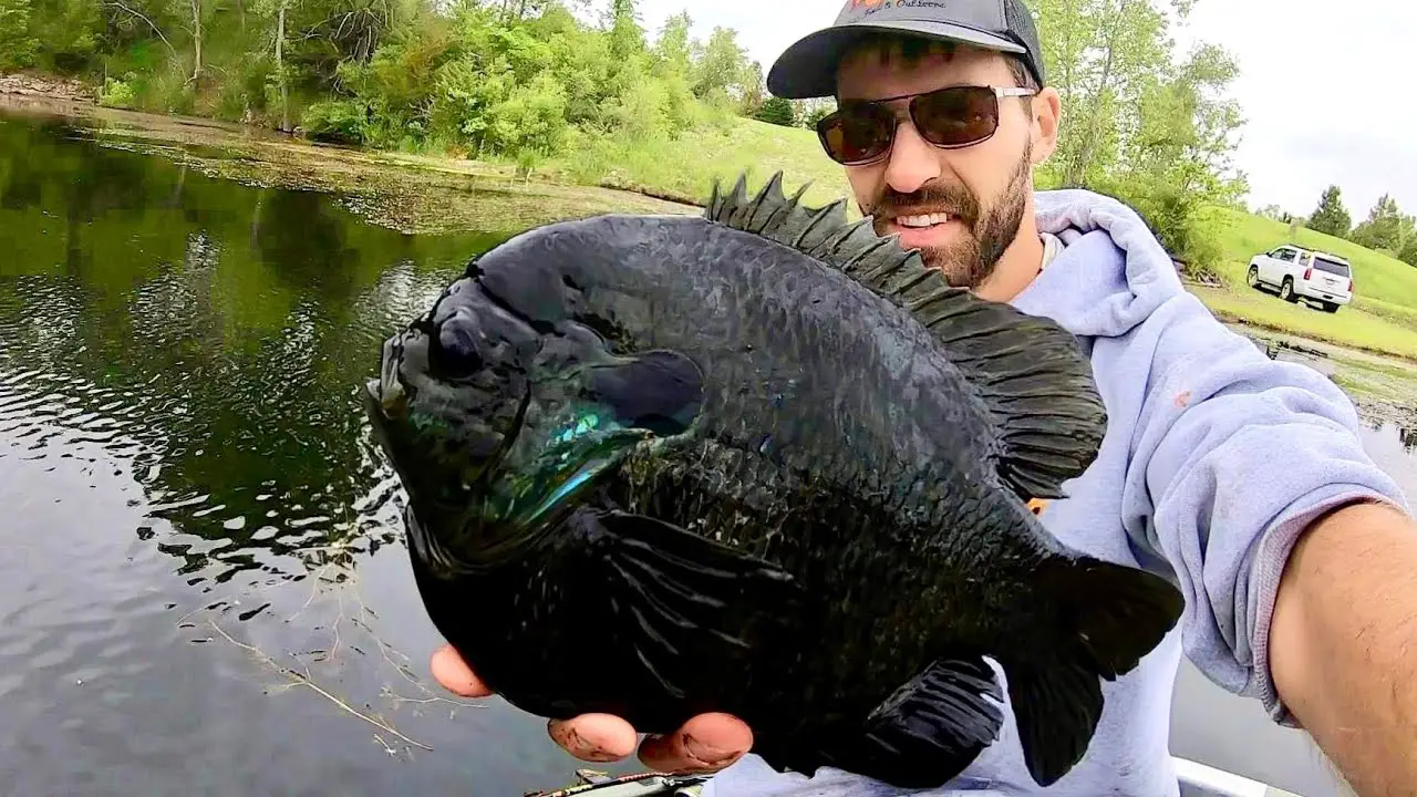 Discussion On- The Intriguing World Of Black Bluegill
