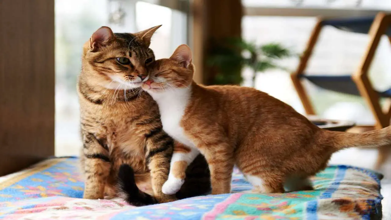 Do Cats Get More Affectionate As They Get Older - All You Need To Know