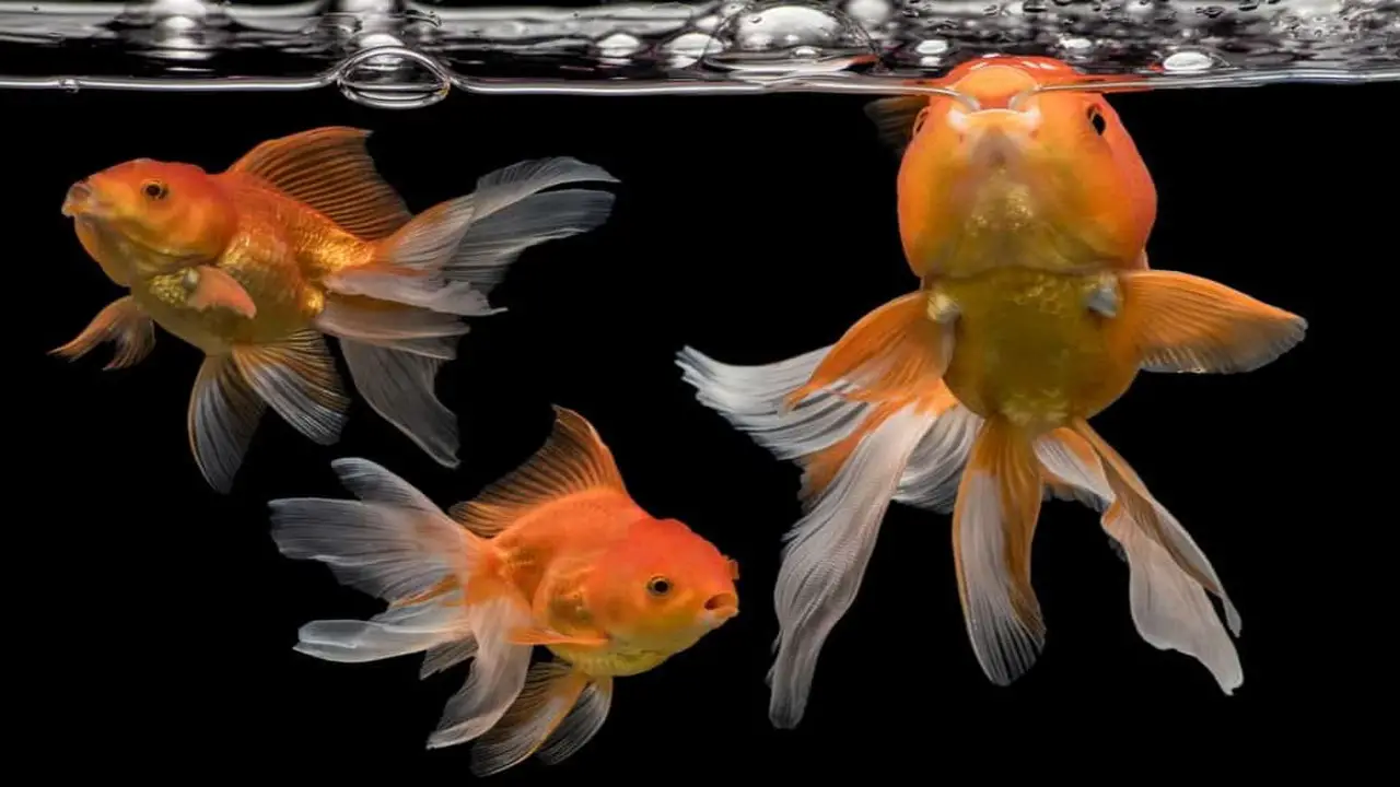 Effects Of Eating Tropical Flakes On Goldfish