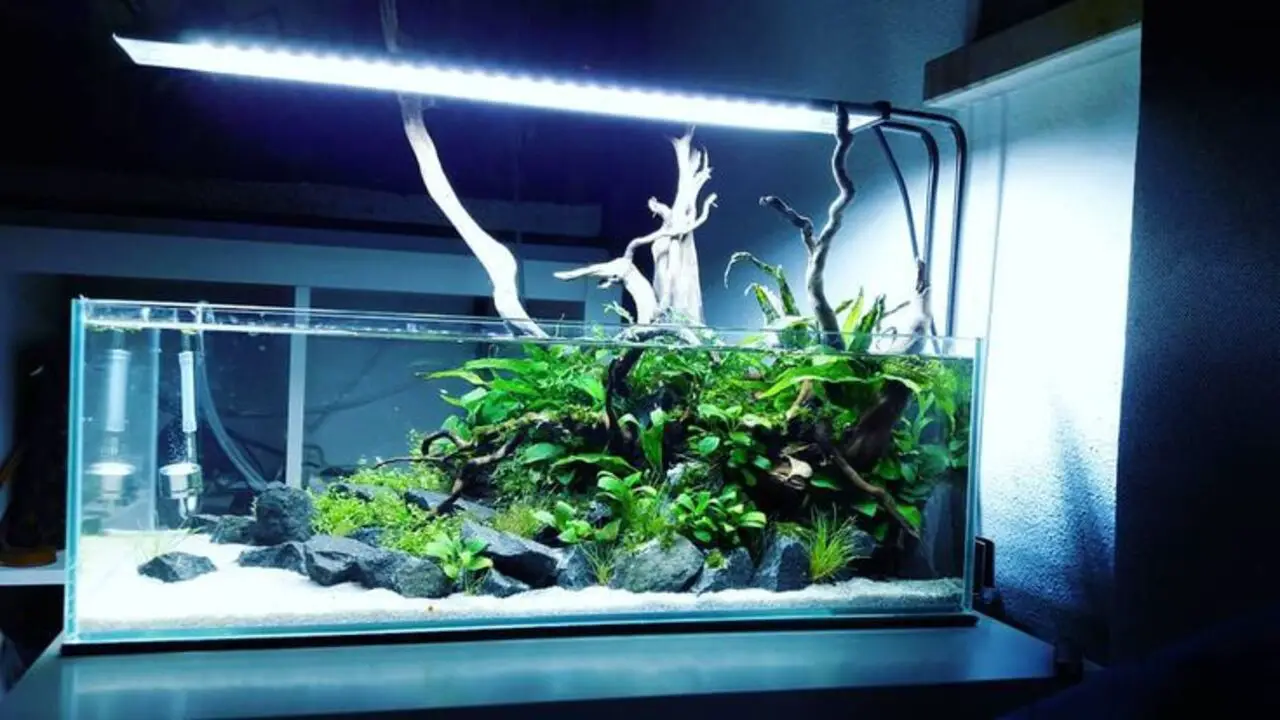 Enhancing The Aesthetics Of Your Aquarium With Monstera