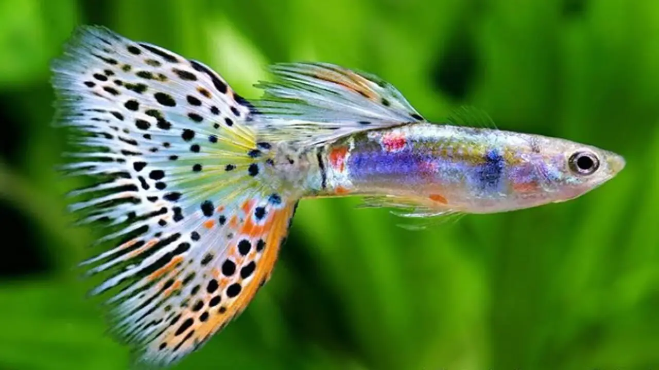 Ensuring Proper Water Conditions And Filtration Systems For Guppies' Well-Being