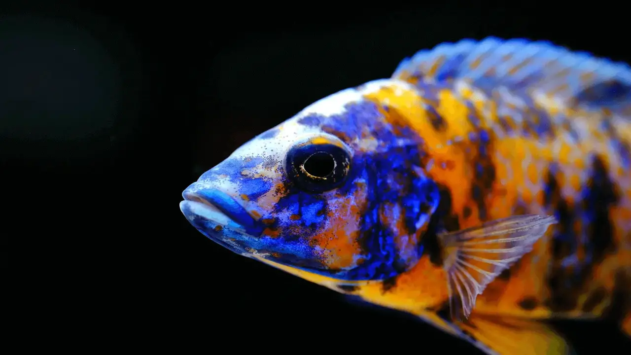 Ensuring The Quality Of Online Purchased Cichlids