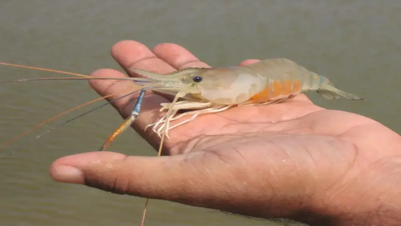 Environmental Factors Impacting Shrimp Populations