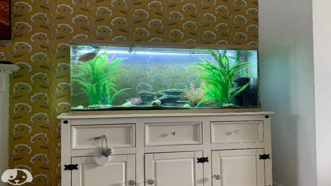 Essential Tips For Long-Lasting Fish Tank-Dresser