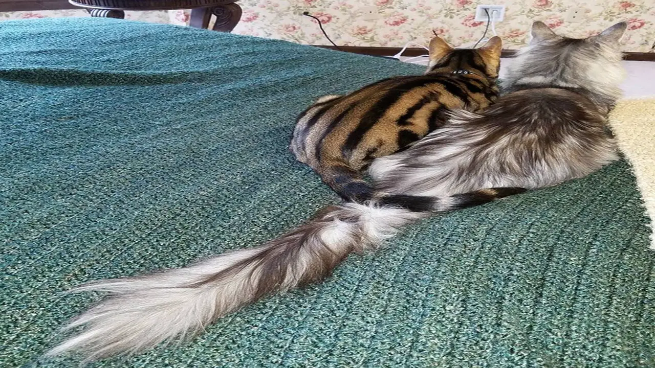 Factors Influencing The Average Cat Tail Length - A Brief Overview