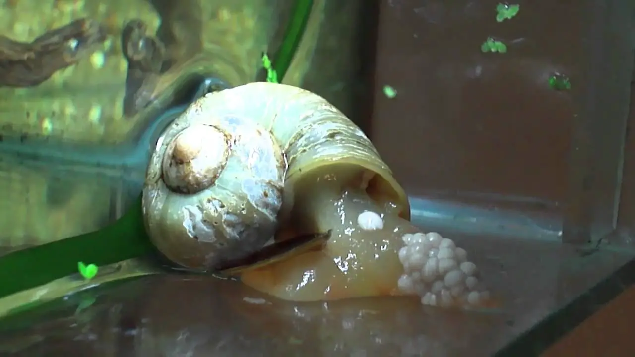 Factors That Can Affect The Number Of Eggs Laid By A Snail