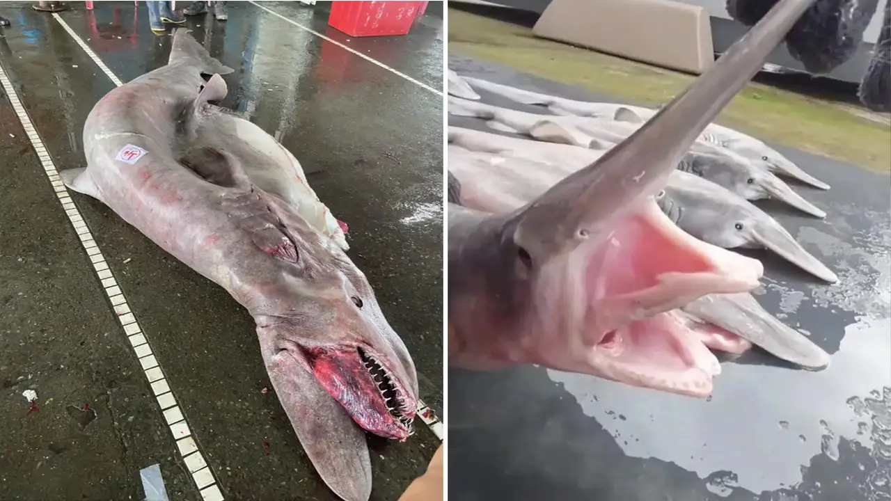 Factors That Contribute To Red Devil Shark Aggression