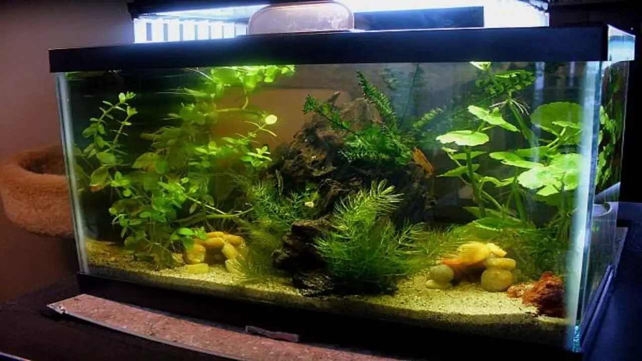 Factors To Consider Before Adding Otocinclus To Your Tank