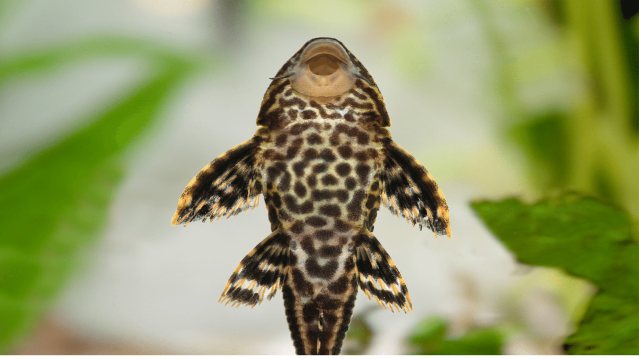 Factors To Consider When Choosing A Small Pleco For Your Tank