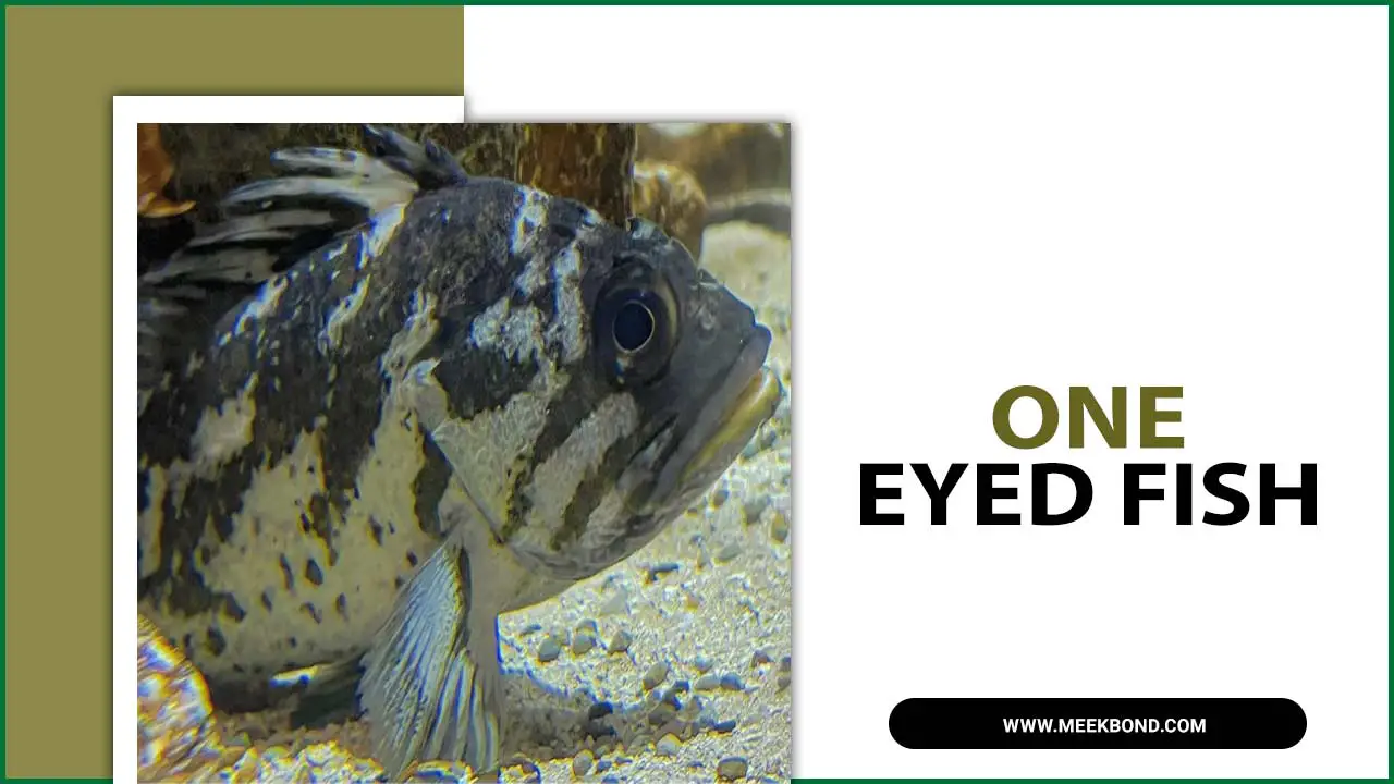 How To Take Care One Eyed Fish In Aquarium