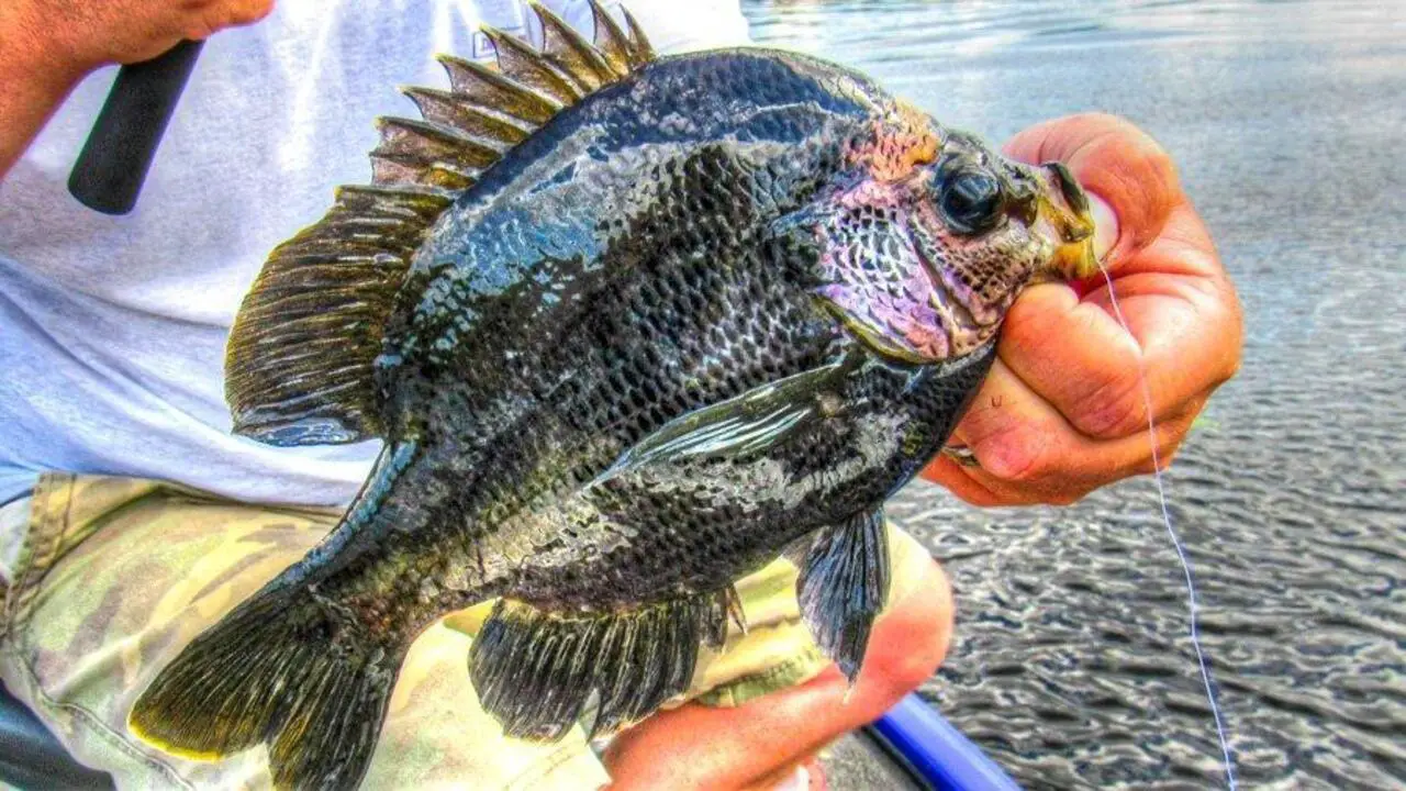 Feeding Habits And Diet Of The Black-Bluegill