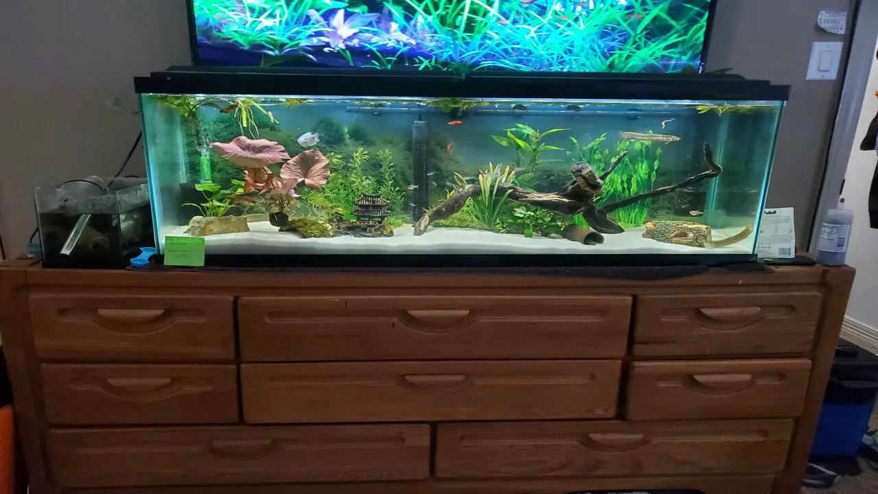Filling The Fish Tank-Dresser With Water And Fish