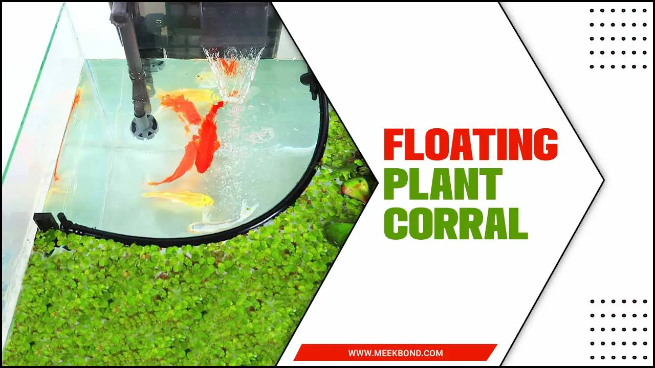 How Floating Plant Corrals Can Improve Your Aquarium