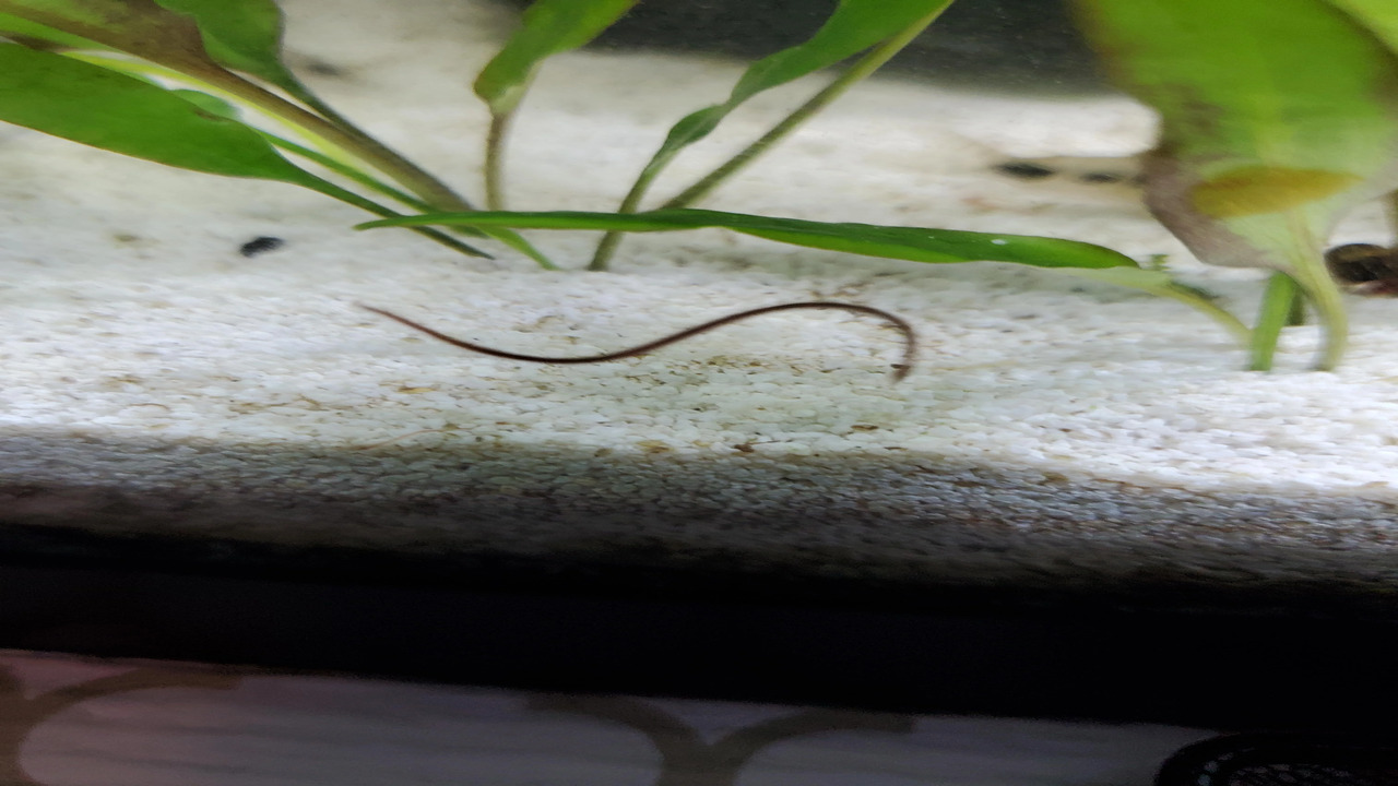 Found Brown Worms In Fish Tank What Should You Do