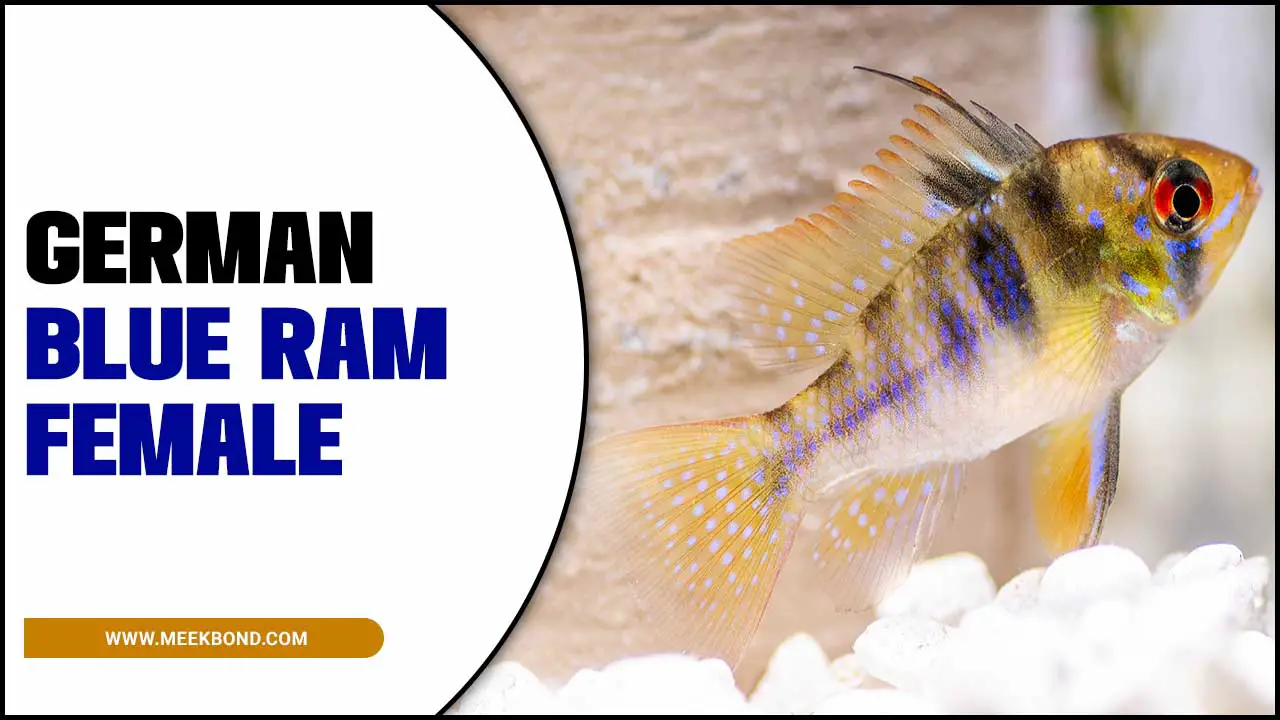 German Blue Ram Females: Bringing Vibrant Colors To Your Aquarium
