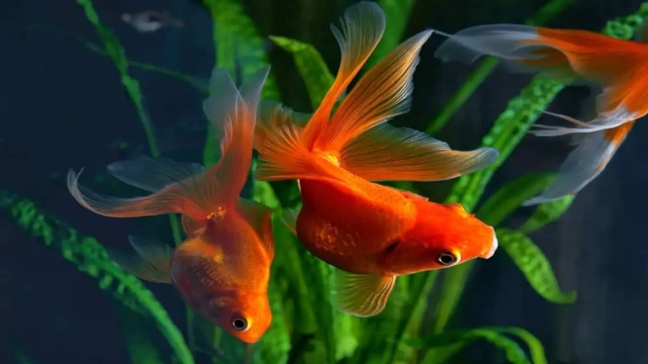 Goldfish Behaviours