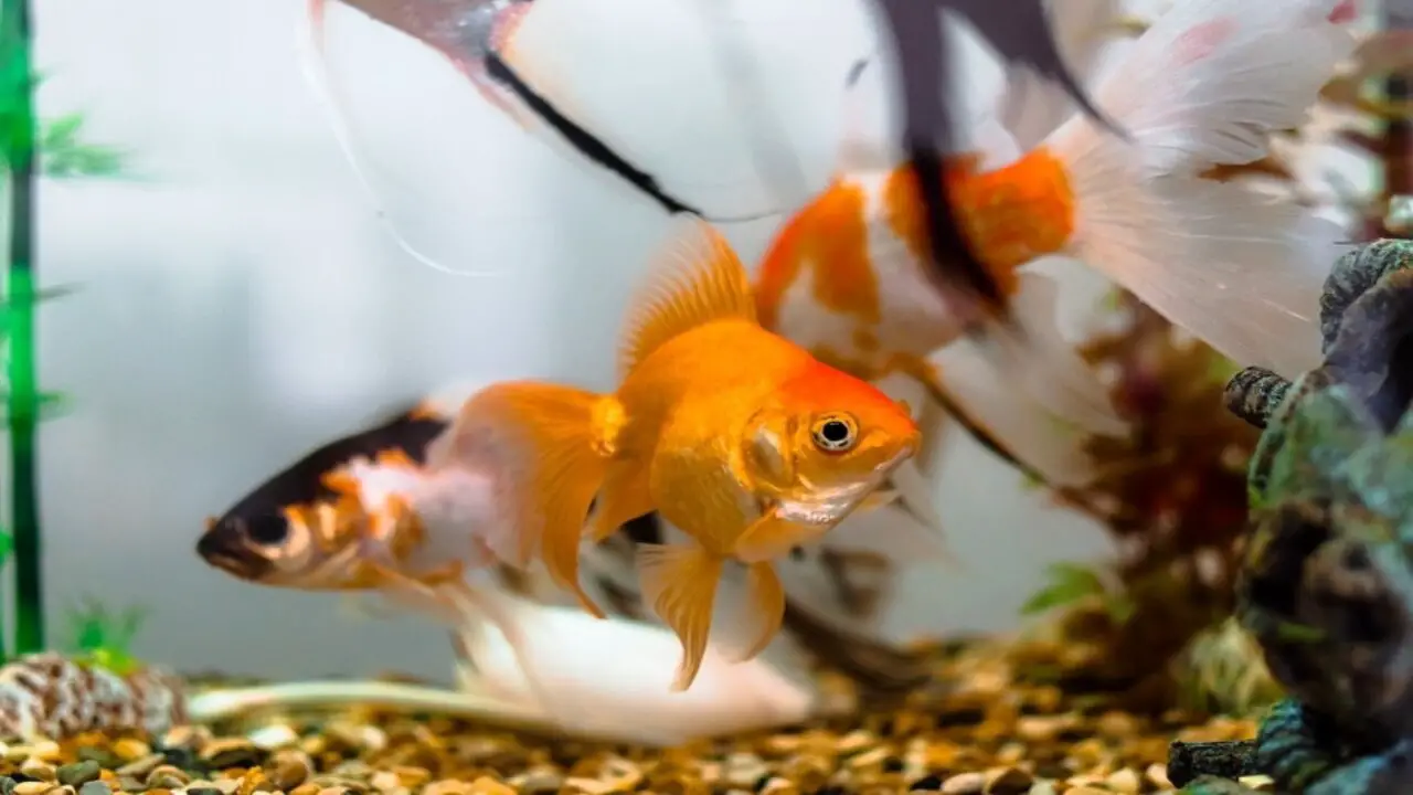 Goldfish Characteristics