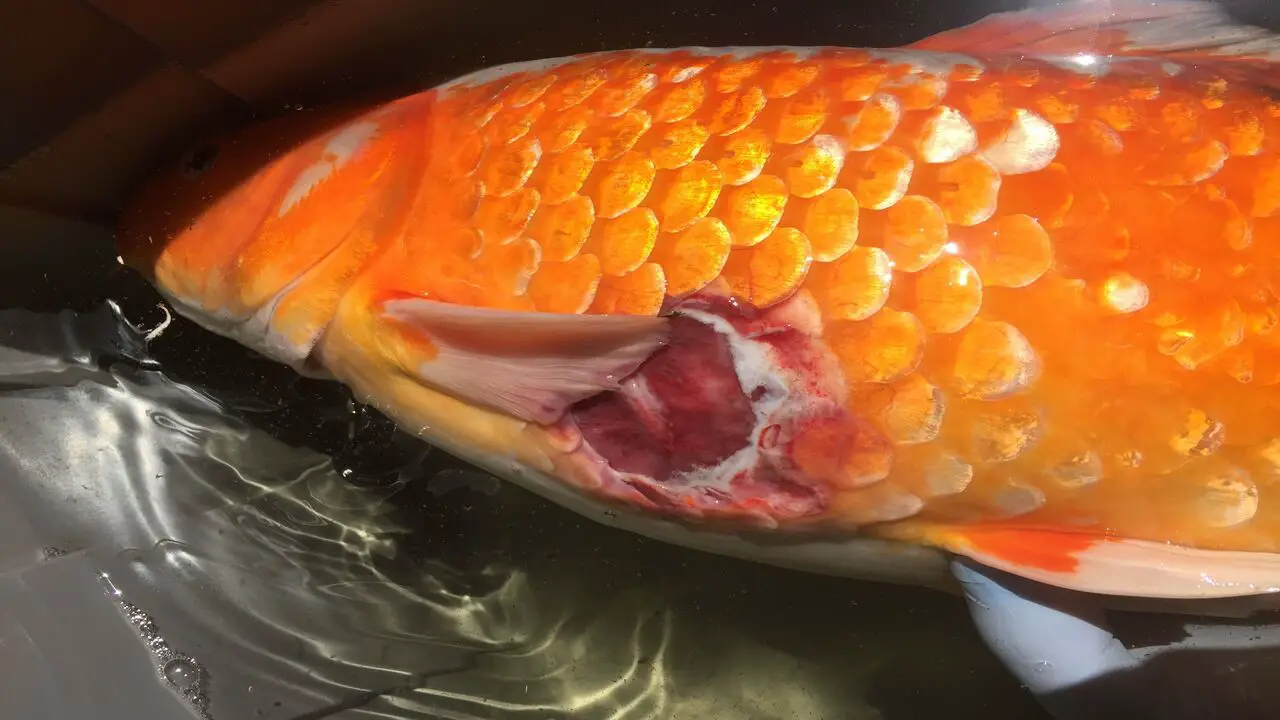Goldfish Ulcers Disease Treatment