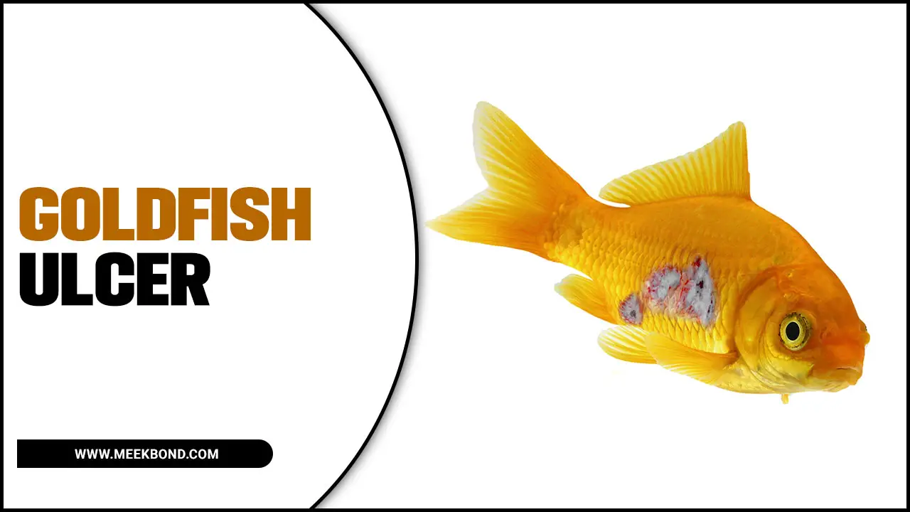 A Fishy Problem: How To Identify And Treat Goldfish Ulcers