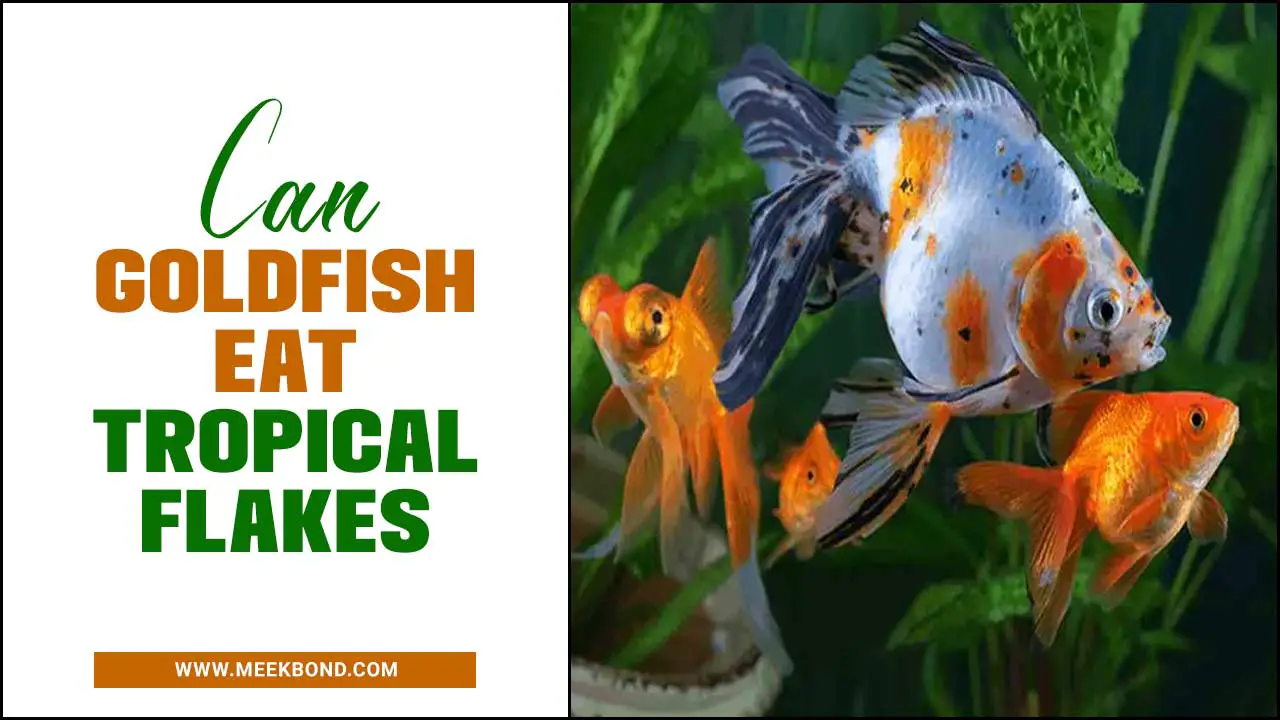 Can Goldfish Eat Tropical Flakes – Is It Safe For Them?