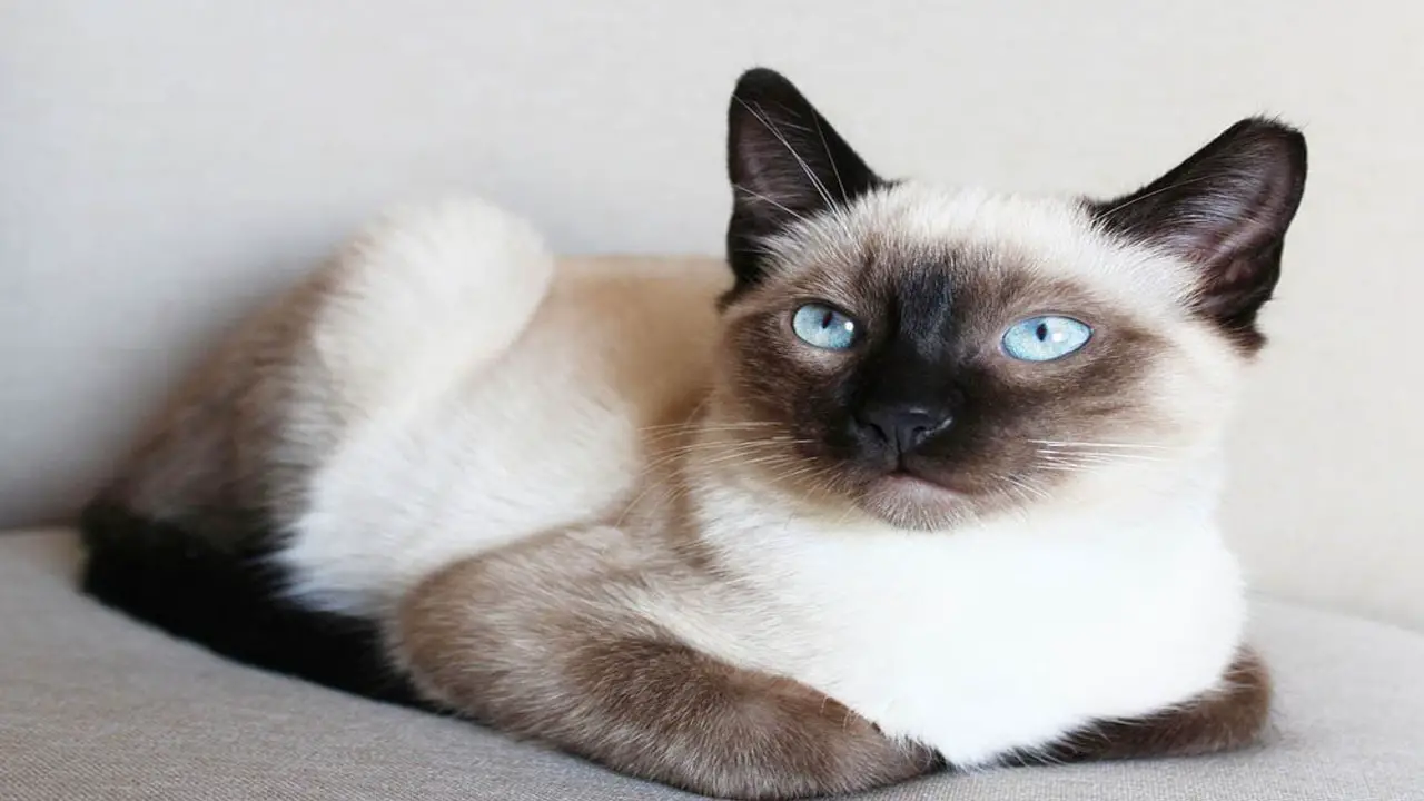 Grooming And Caring For Siamese Cats With White Paws