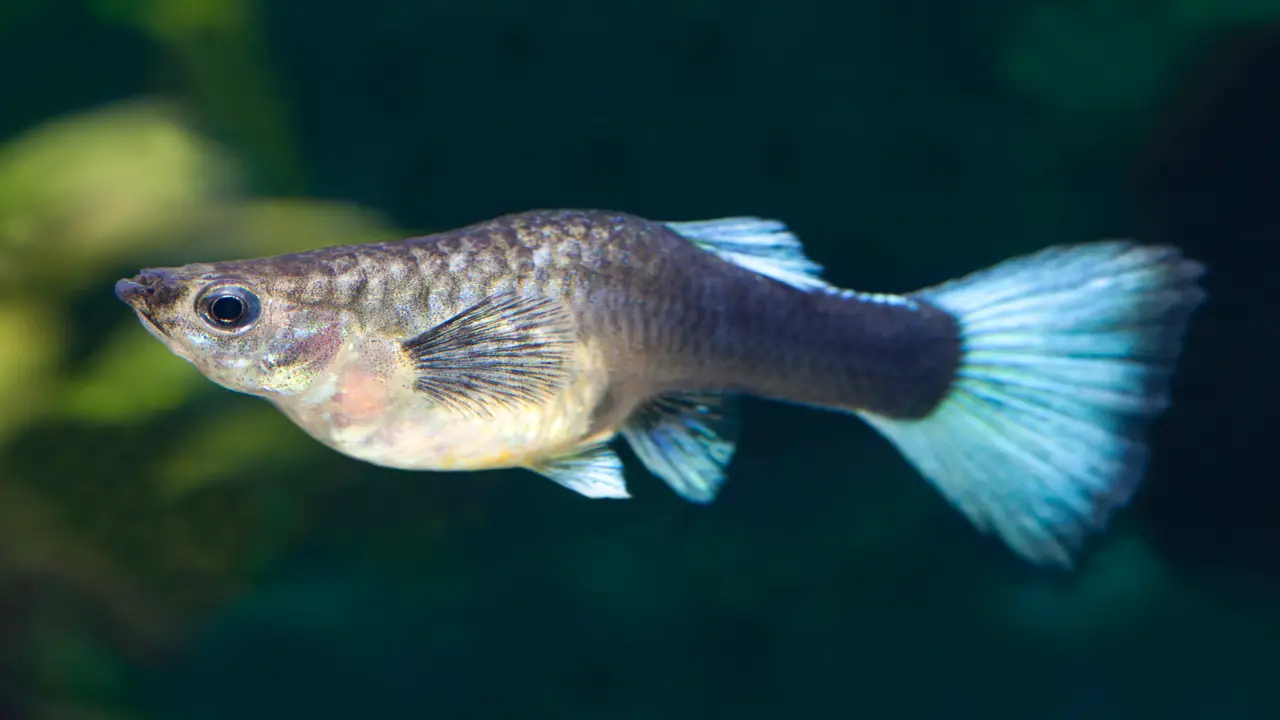 Guppy Pregnancy- What To Expect