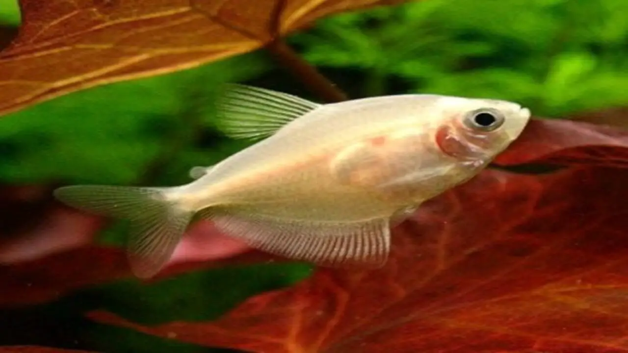 Habitat Requirements For Gold-Skirt Tetra