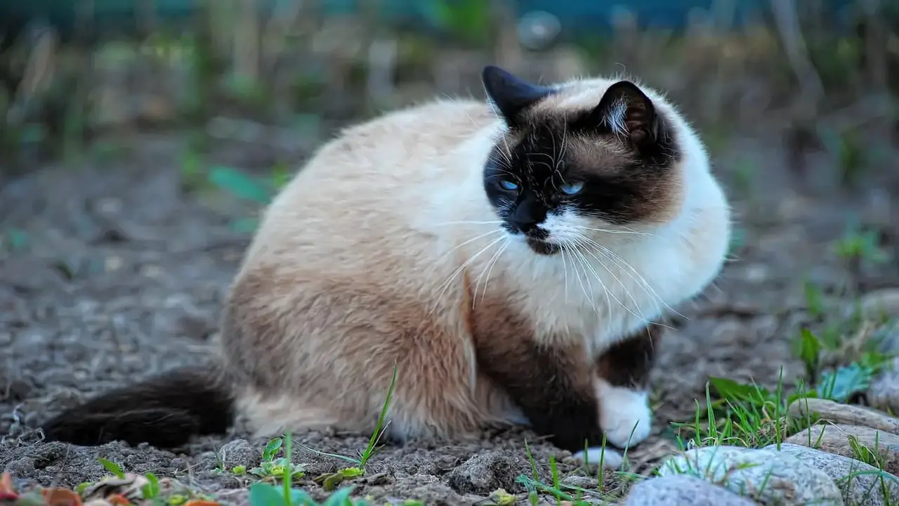 Here To Know All About The Siamese Cat With White Paws