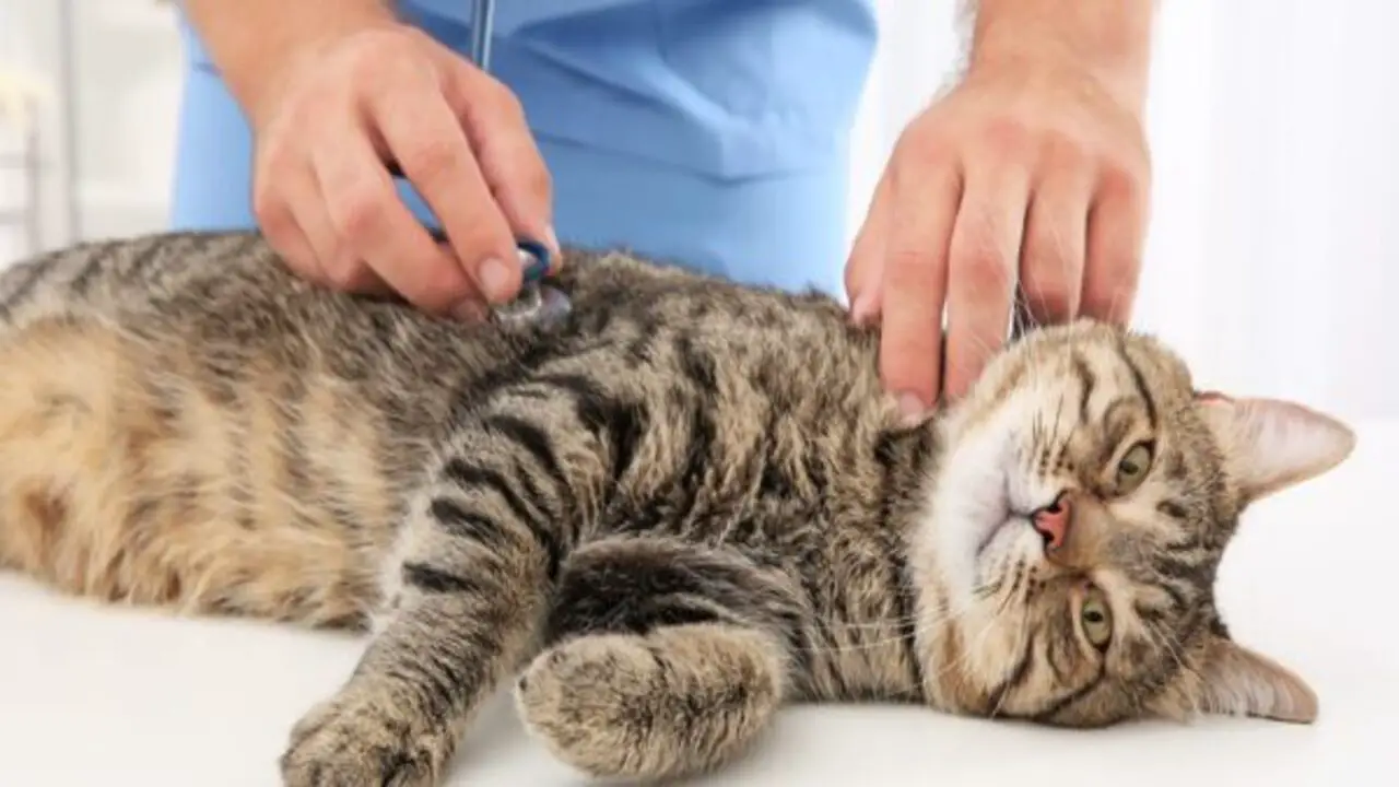 How Best To Care For Your Cat During The Recovery Process