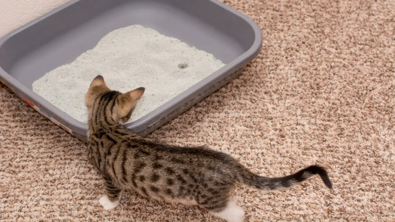 How Does Environmental Factors Impact Cat Pee Clump Size