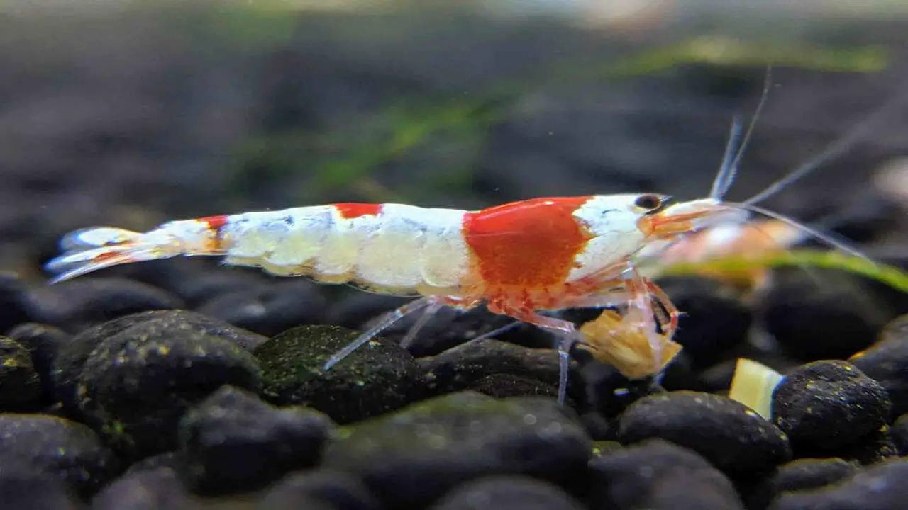 How Does Lifespan Differ For Shrimps In Nature Vs. Aquariums