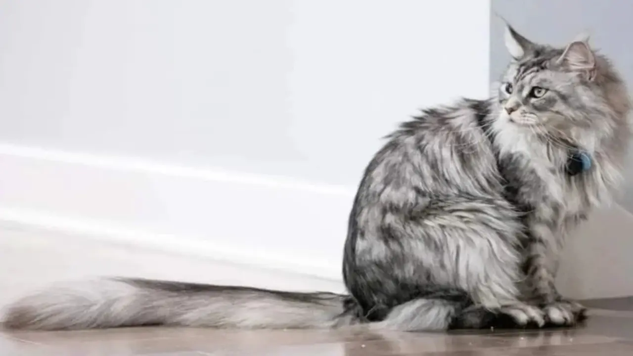 How Does Tail Length Affect A Cat's Behavior