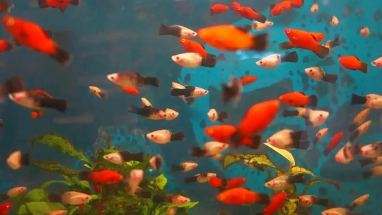 How Does The Type Of Platy Affect Tank Capacity