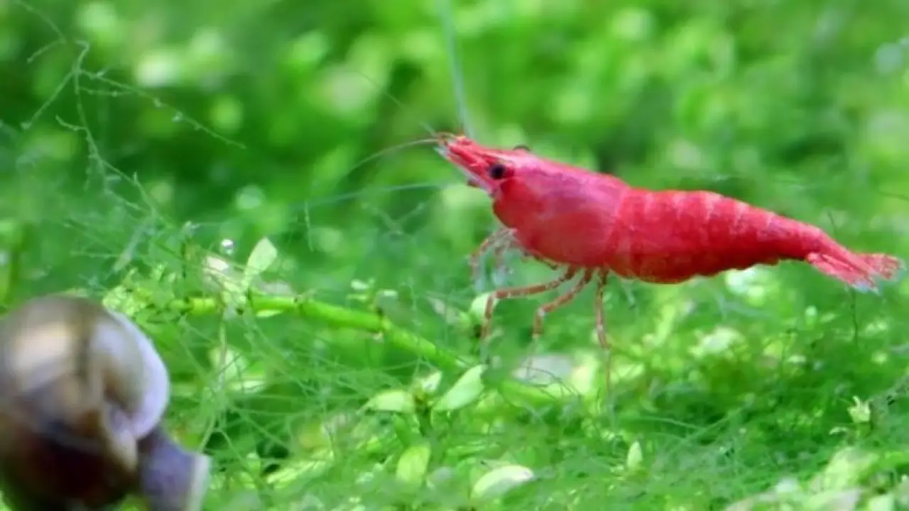 How Frequent Is Shrimp Shedding