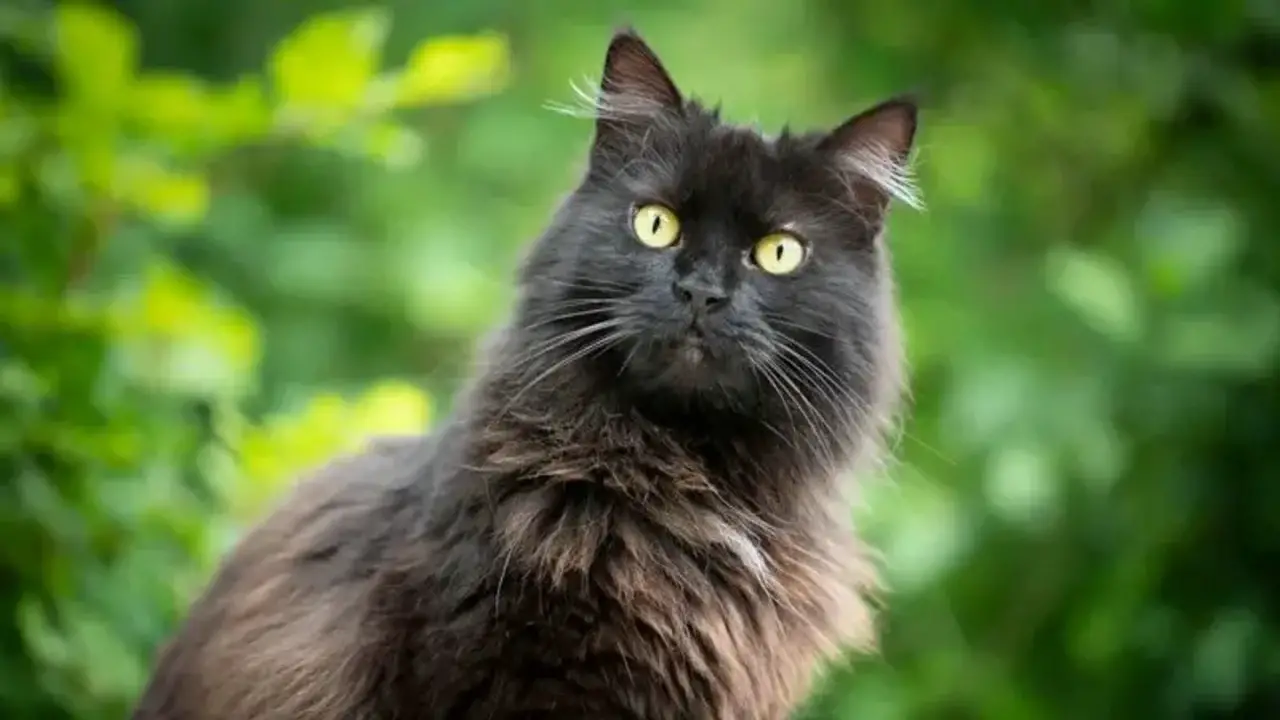 How Is A Cat's Health Related To Its Fur Color
