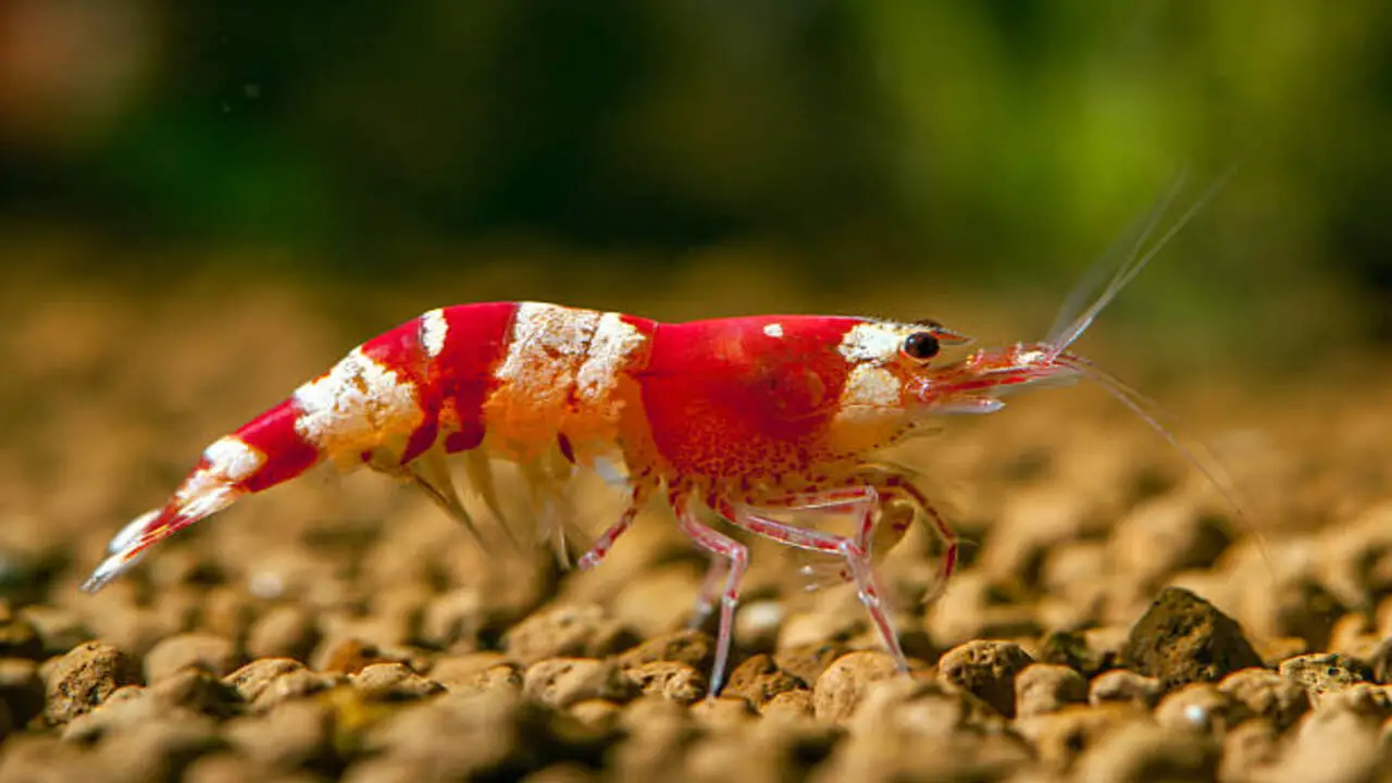 How Long Does Shrimp Live-The Truth About Shrimp Lifespan