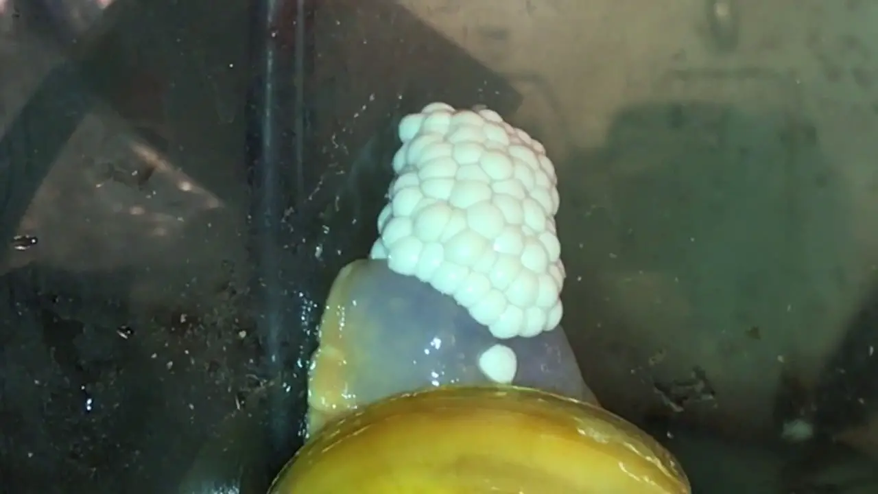 How Long It Takes For Snail Eggs To Hatch
