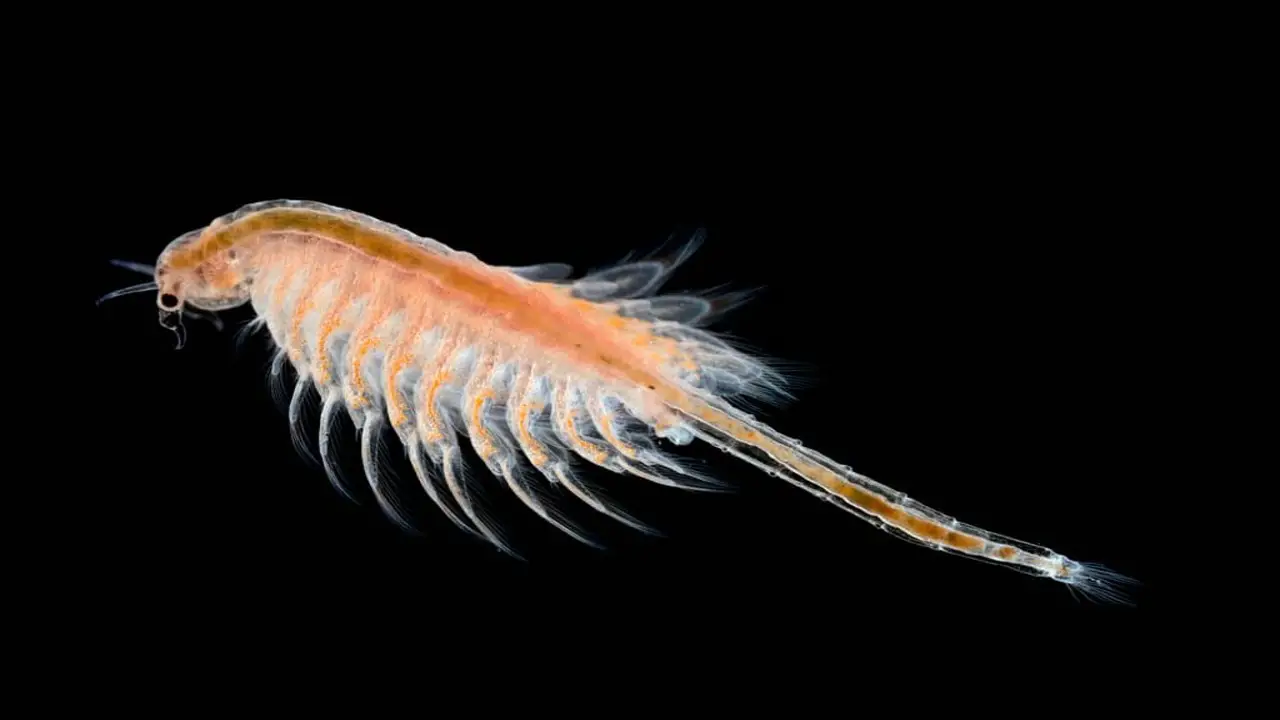 How Long Will Brine Shrimp Stay Alive With Proper Care