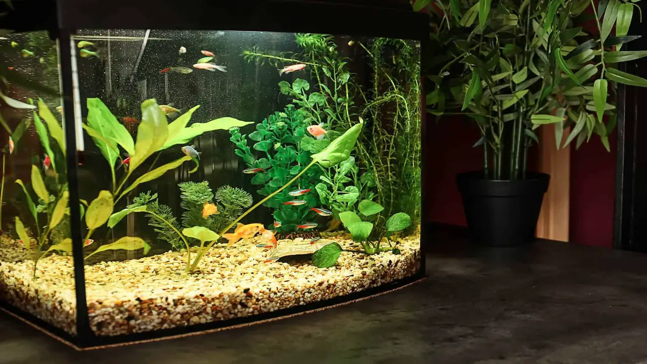 How Many Otocinclus Should You Keep In A 10-Gallon Tank - Detailed Answer
