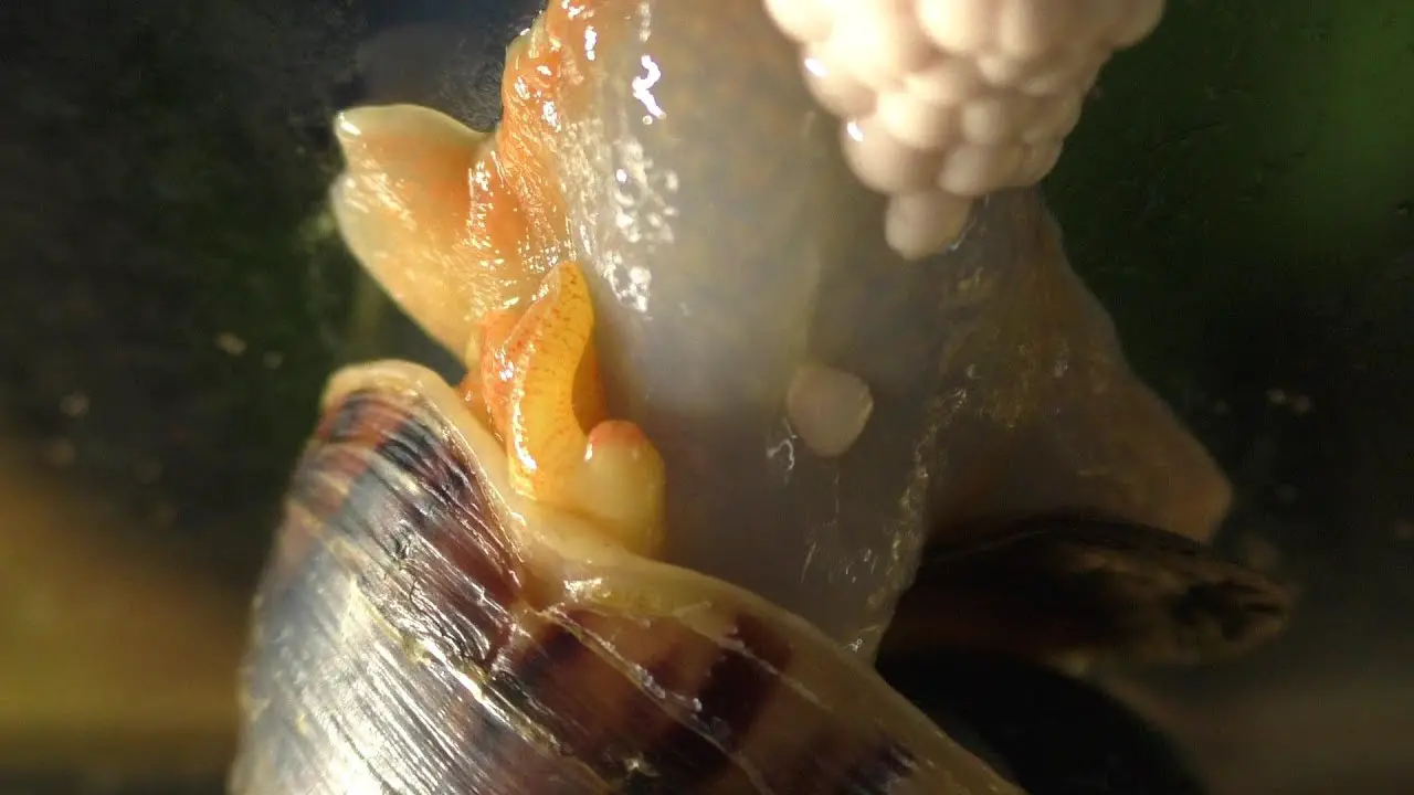 How Snails Lay Eggs And Where They Are Typically Deposited