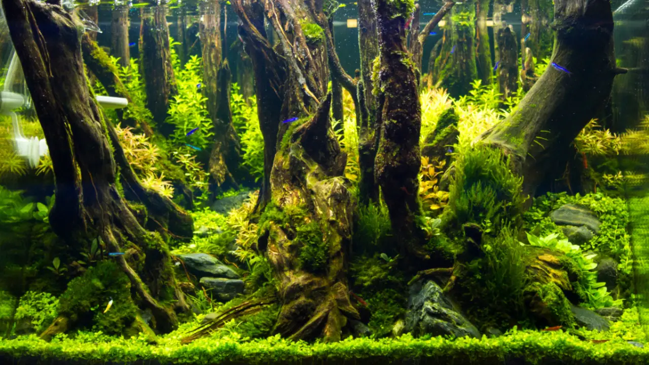How To Add Java Moss Petco In Your Aquarium With Necessary Instructions 