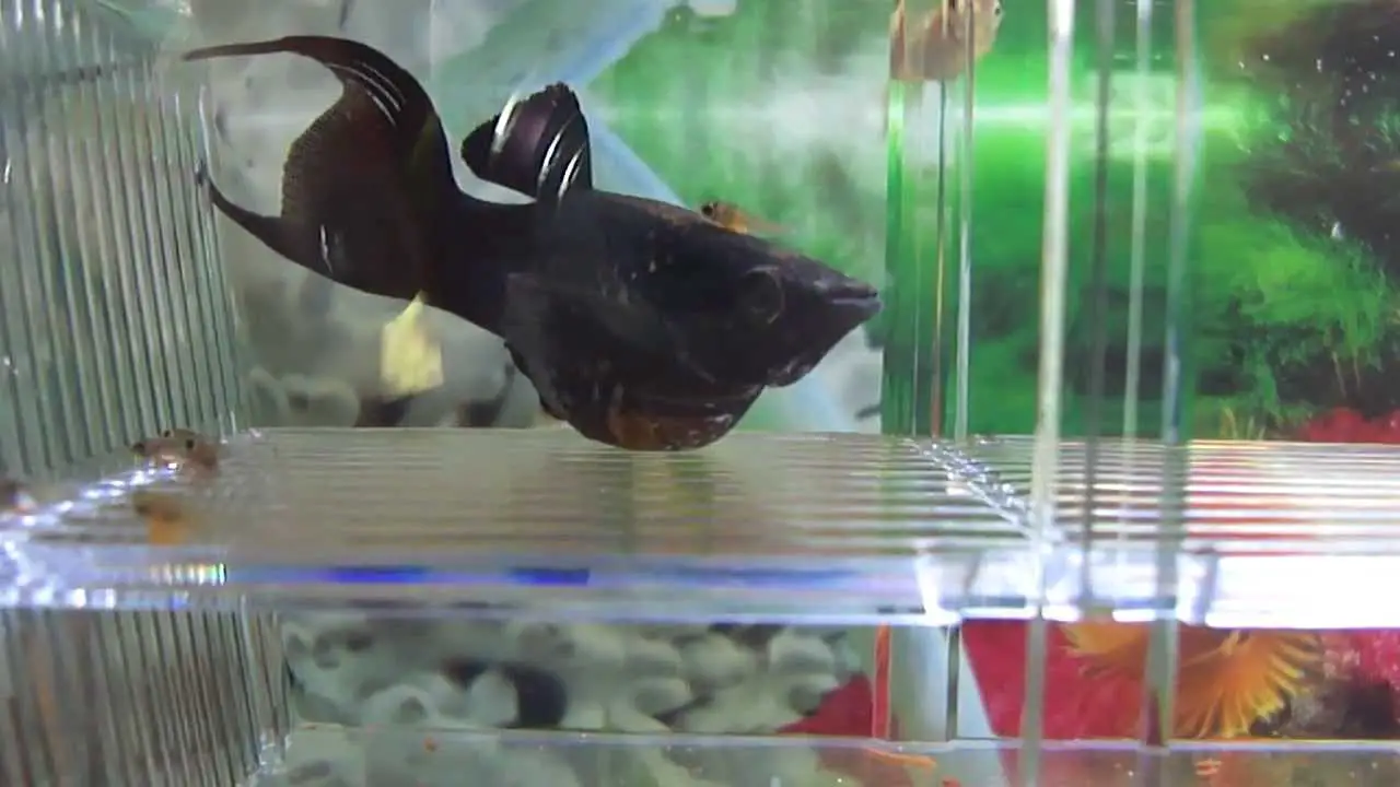 How To Care And Feeding On Pregnant Black Molly Fish