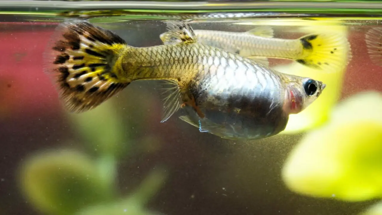 How To Care For A Pregnant Guppy Fish