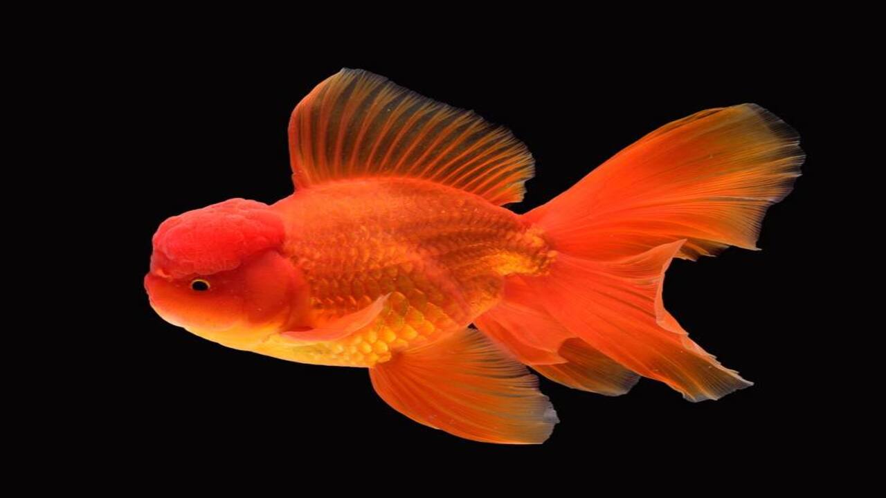How To Care For Goldfish With Bump On Head