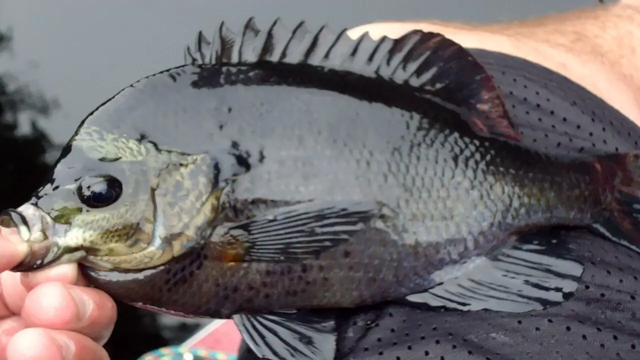 How To Catch Black-Bluegill Using Live Bait