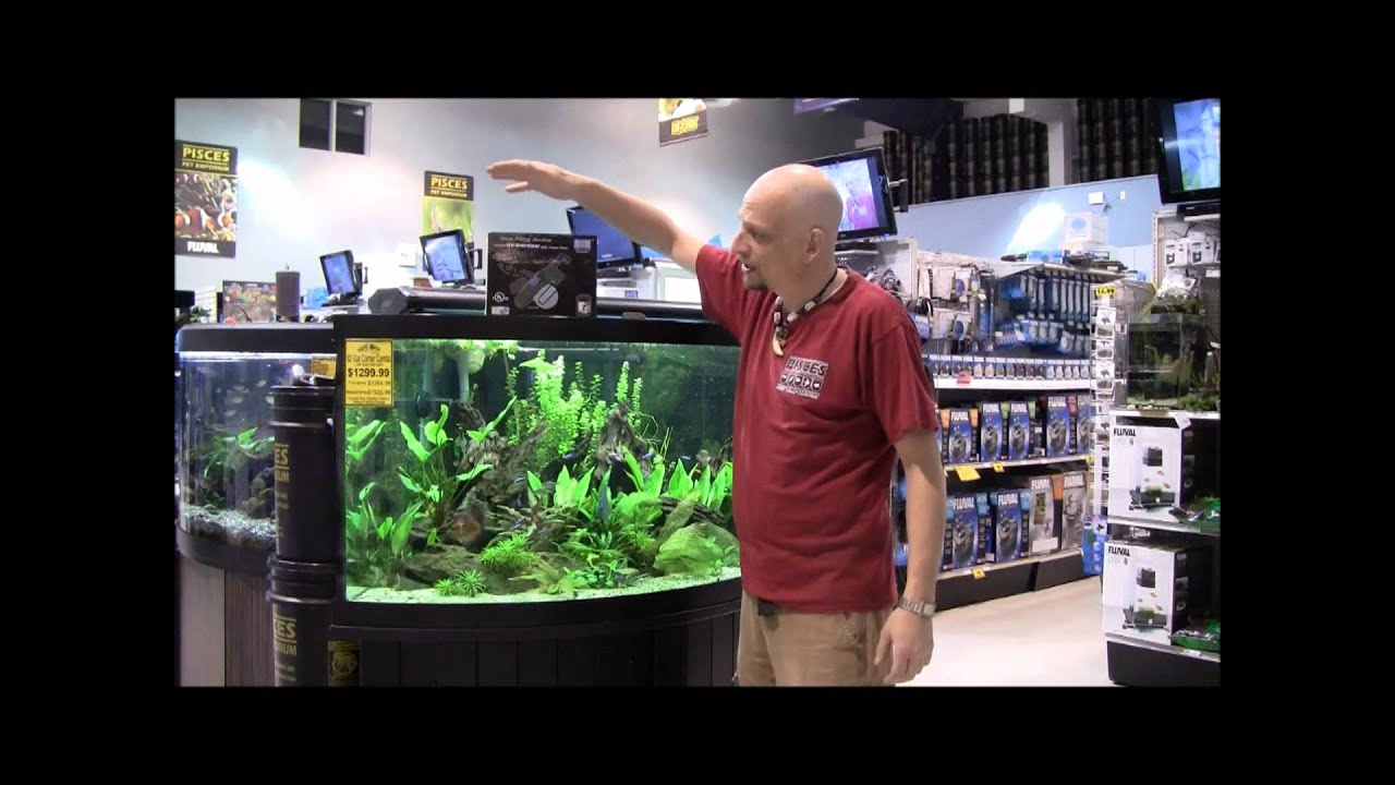 How To Choose The Right Green Killing Machine For Your Aquarium