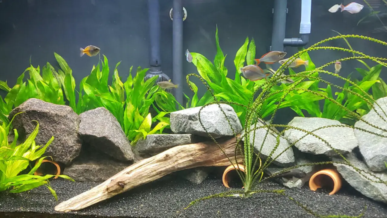 How To Create DIY Pleco Caves - You Should Know