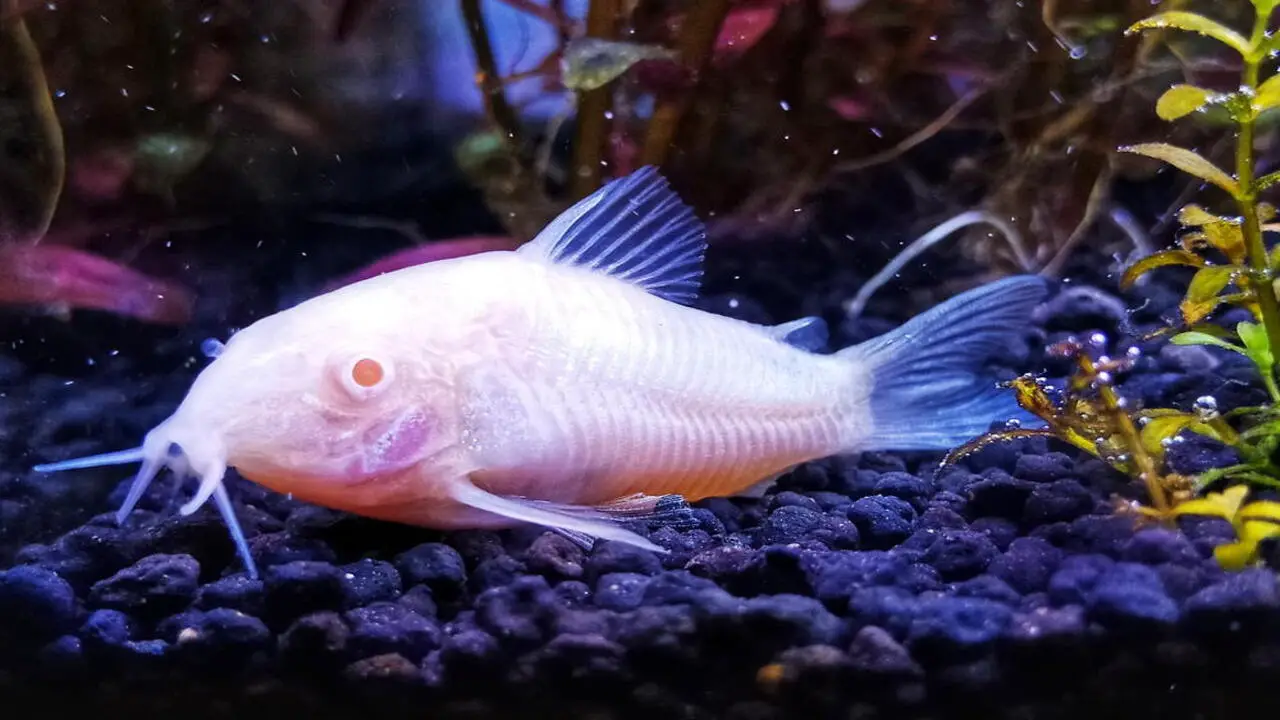 How To Determine The Gender Of Juvenile Or Young Cory Catfish